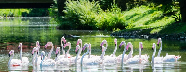 Рожевий Фламінго Плаває Озері — стокове фото