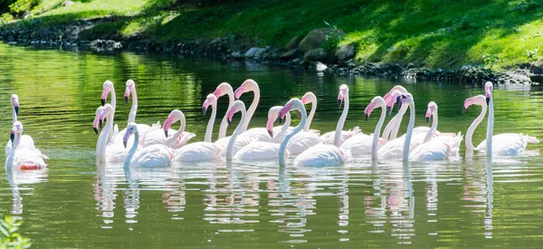 Bir göl kenarında pembe flamingo Yüzme