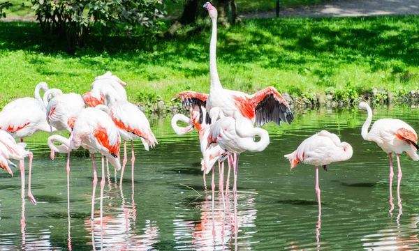 Pink flamingo swim on a lake