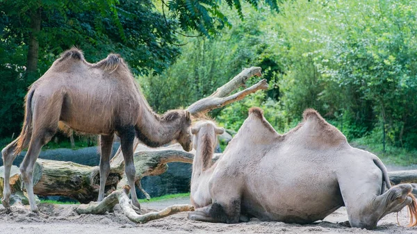 Ασιατικές Καμήλα Ένα Περίβλημα — Φωτογραφία Αρχείου