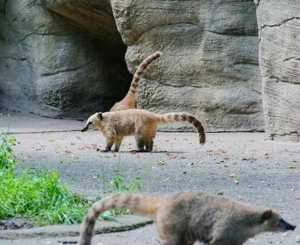 Coati Recherche Nourriture — Photo