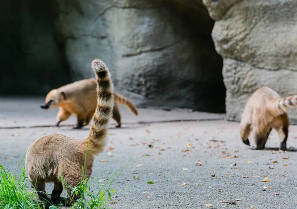 Coati Recherche Nourriture — Photo