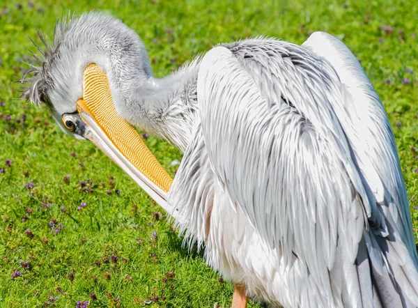 Fille Lambeaux Rouge Cultive Son Plumage Doux — Photo