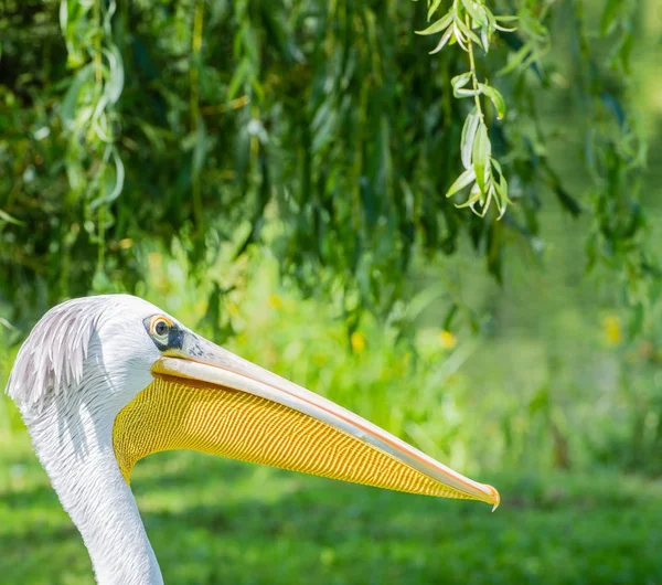 Rotzottelmädchen Kultiviert Ihr Weiches Gefieder — Stockfoto