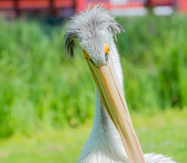 Fille Lambeaux Rouge Cultive Son Plumage Doux — Photo