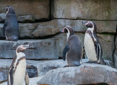 Gentoo penguen dalış sualtı