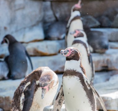 Gentoo penguen dalış sualtı