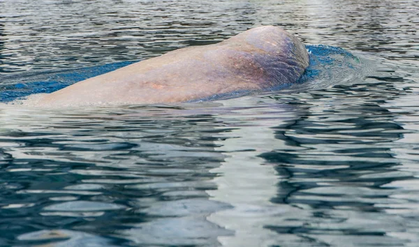 タイヘイヨウ セイウチの下で 水の上を泳ぐ — ストック写真