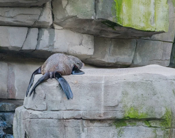 Ameryki Południowej Foki Odpoczynku — Zdjęcie stockowe