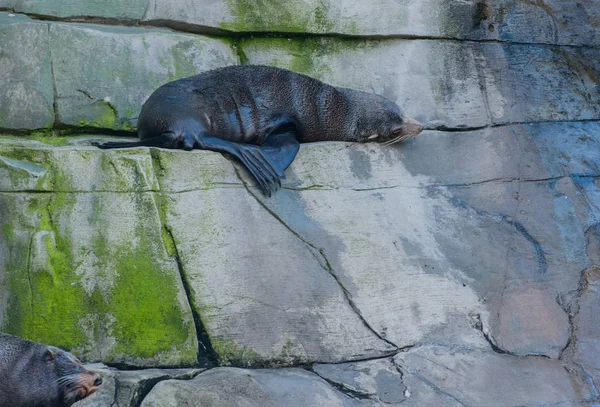 Foca Pelliccia Sudamericana Riposo — Foto Stock