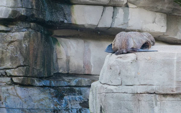 Foca Piel Sudamericana Descansando — Foto de Stock