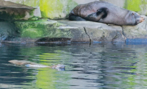 Foca Piel Sudamericana Descansando — Foto de Stock