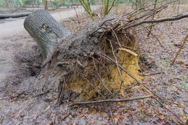 Fırtına zararı Fallen ormandaki ağaçlar