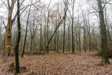 Fırtına zararı Fallen ormandaki ağaçlar