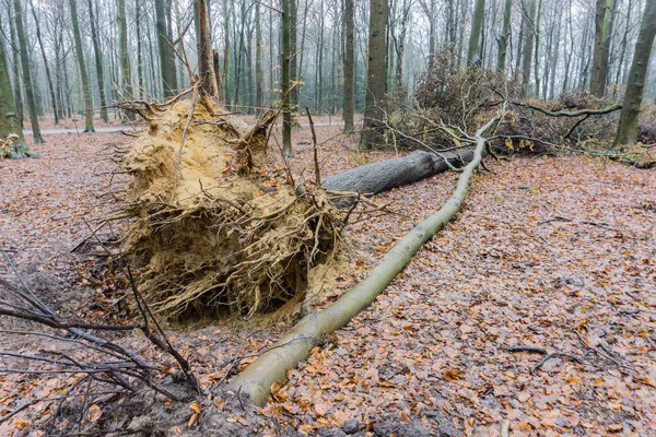 Daños Tormenta Árboles Caídos Bosque — Foto de Stock