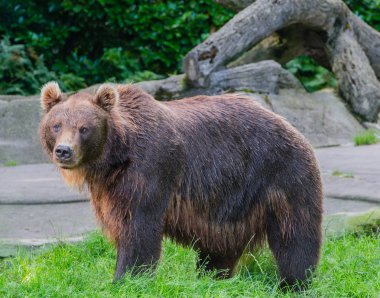 Vahşi doğada kahverengi ayı