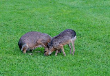 Maraş vahşi vahşi peyzaj