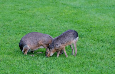 Maraş vahşi vahşi peyzaj