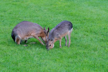 Maraş vahşi vahşi peyzaj