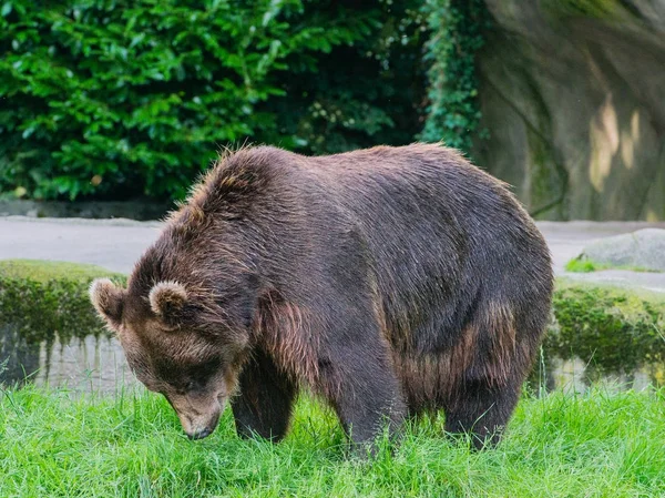 Oso Pardo Naturaleza — Foto de Stock