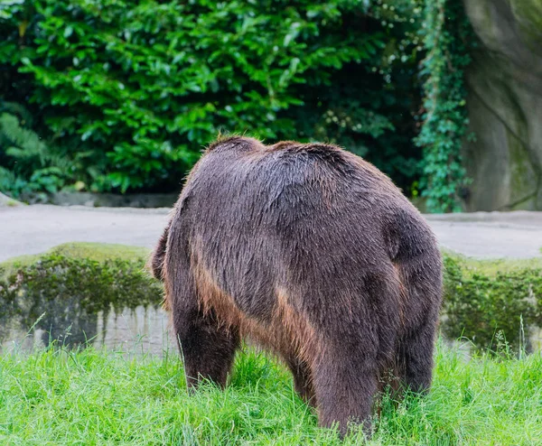 Bruine Beer Het Wild — Stockfoto