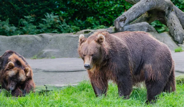 Oso Pardo Naturaleza — Foto de Stock