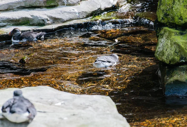 自然の中の屋外でニシツノメドリ — ストック写真