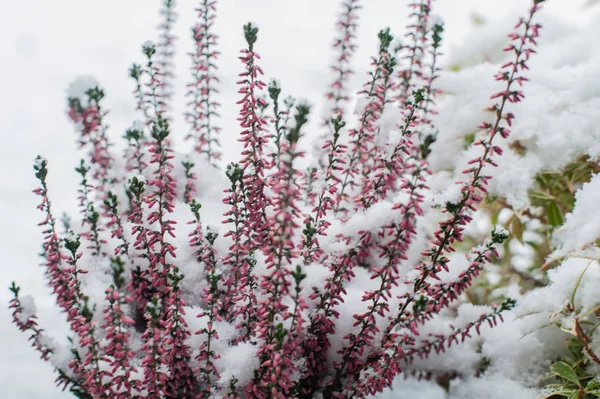 Sneeuw Tuinplanten Aan Het Begin Van Winter — Stockfoto