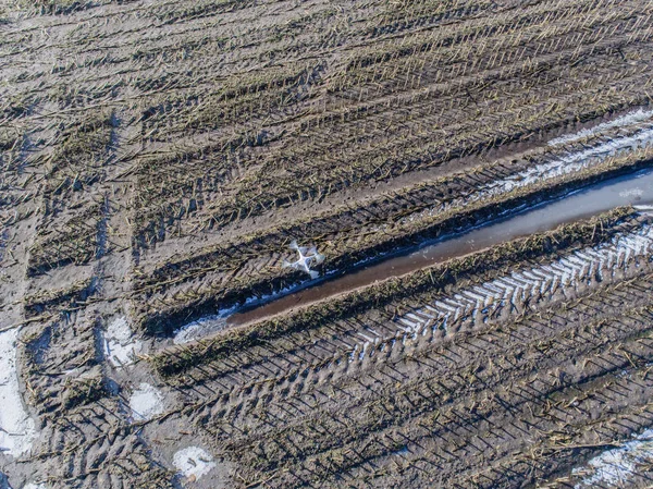 Vista Aérea Dos Campos Milho Após Uma Estação Chuvosa — Fotografia de Stock