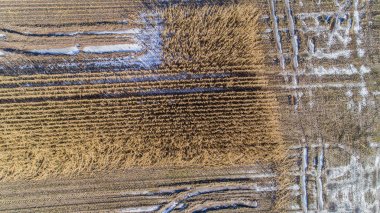 Yağmurlu bir mevsimden sonra mısır tarlalarının hava görüntüsü