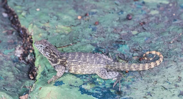 Lézard Brun Assis Sur Une Pierre — Photo