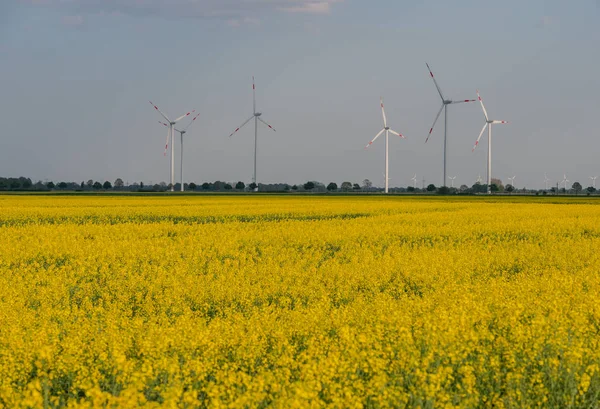 Lot Dronów Widok Lotu Ptaka Nad Polem Gwałtu — Zdjęcie stockowe