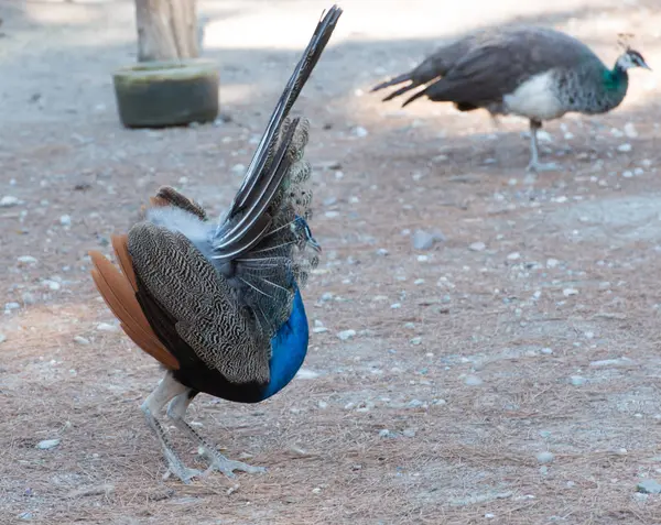 Pavões Coloridos Selvagens Gatinhos Pequenos Floresta Pavão Plaka Kos Grécia — Fotografia de Stock