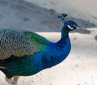 Tavus kuşu ormanındaki vahşi renkli tavus kuşları Kos Yunanistan 'daki Plaka