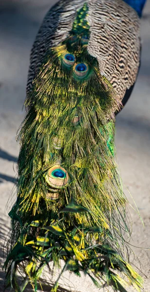 Wild Colorful Peacocks Peacock Forest Plaka Kos Greece — Stock Photo, Image