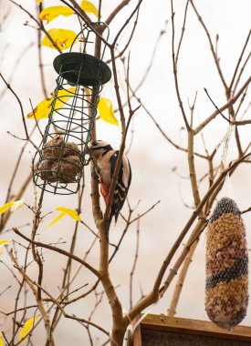 Büyük benekli ağaçkakan, meme mantı tutacağıyla besleniyor.