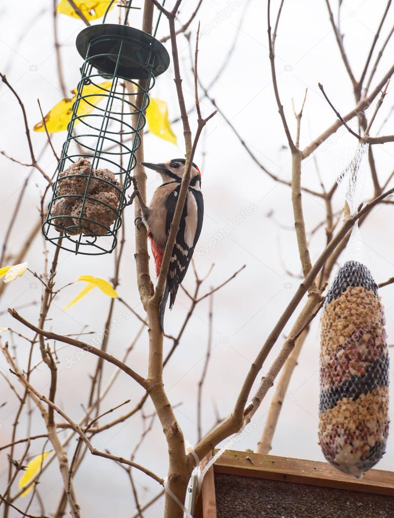 Great spotted woodpecker feeding on a tit dumpling holder