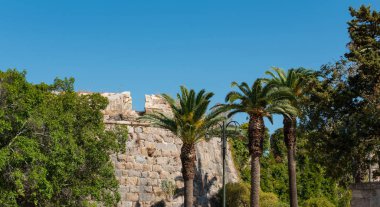 Arka planda mavi gökyüzü olan Royal Palm