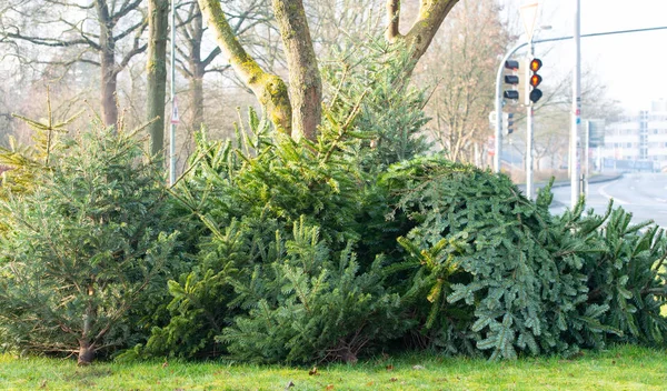 クリスマス後のクリスマスツリー処分廃棄物処理 ロイヤリティフリーのストック写真
