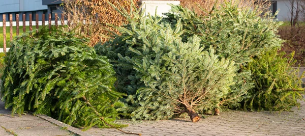 クリスマス後のクリスマスツリー処分廃棄物処理 — ストック写真