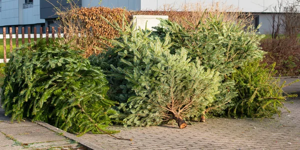 Різдвяна Ялинка Після Різдва Утилізація Відходів Стокова Картинка