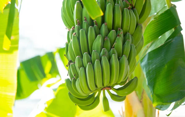 Postre Maduro Plátano Plátano Isla Kos Grecia — Foto de Stock