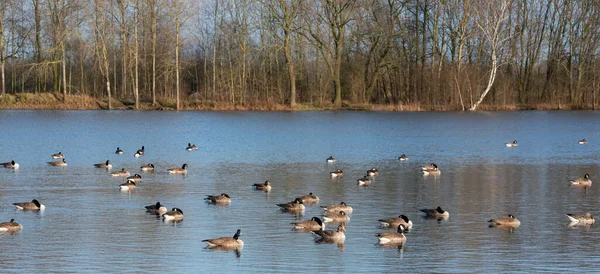 Wiele Barnacle Goose Reszta Jeziorze — Zdjęcie stockowe