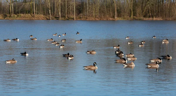 Wiele Barnacle Goose Reszta Jeziorze — Zdjęcie stockowe