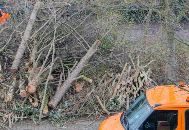 Asansörden ağaç bakımı, elektrikli testereyle kesilmiş dallar.