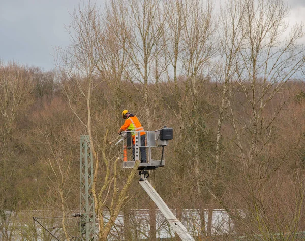 Tree care from a lift, branches are sawn off with a chainsaw