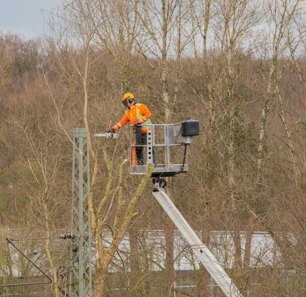 Tree care from a lift, branches are sawn off with a chainsaw