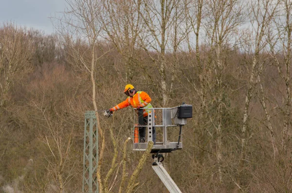 Tree care from a lift, branches are sawn off with a chainsaw