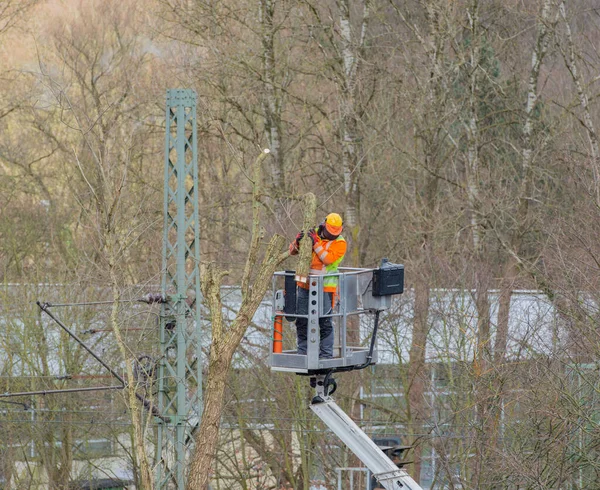 Tree care from a lift, branches are sawn off with a chainsaw