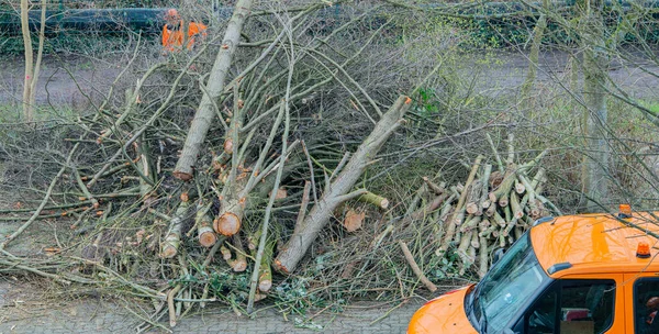 Perawatan Pohon Dari Lift Cabang Dipotong Dengan Gergaji — Stok Foto